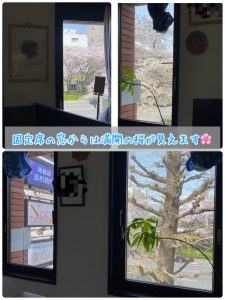 国立　桜